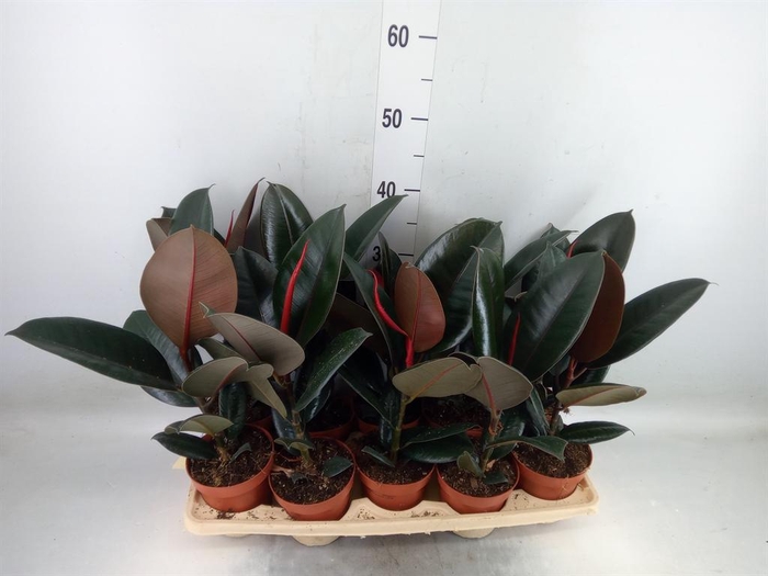<h4>Ficus elastica 'Abidjan'</h4>