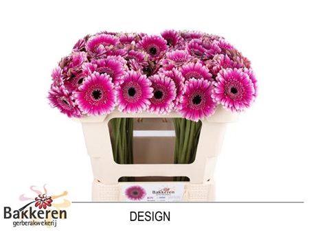 <h4>Ge Mi Design</h4>