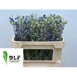 Delphinium Be Volkerfrieden