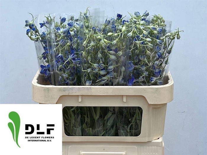 <h4>Delphinium Be Volkerfrieden</h4>