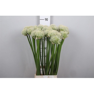 Allium Mount Everest