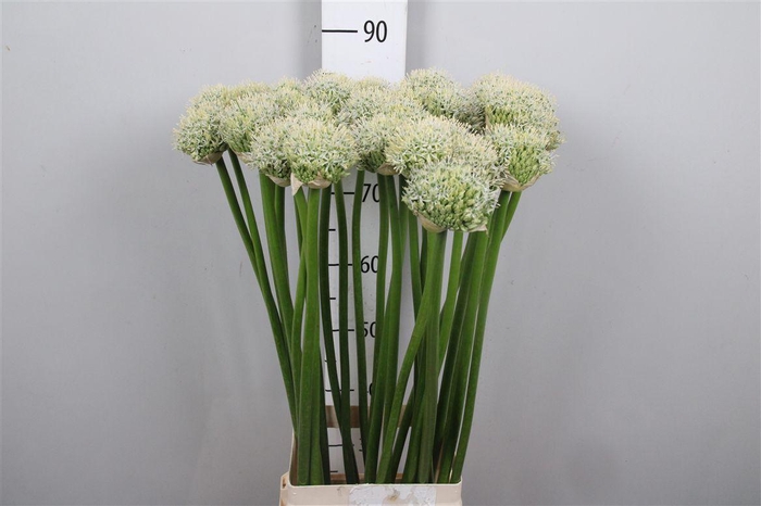 <h4>Allium Mount Everest</h4>