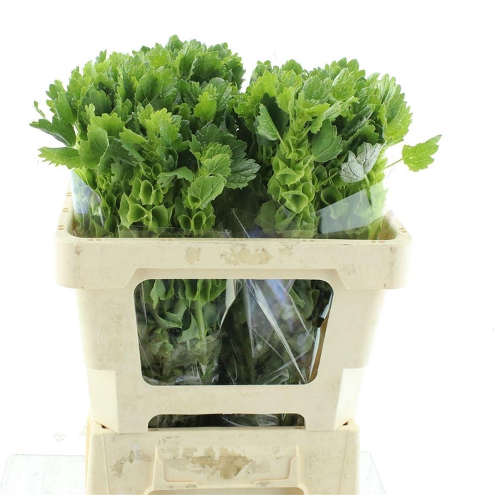 <h4>MOLUCCELLA STUK</h4>