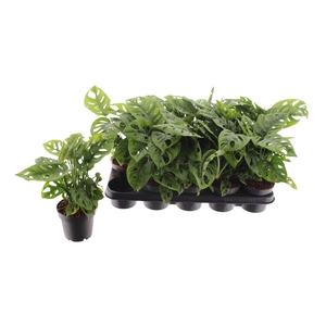 .Monstera obliqua (leichtlinii)