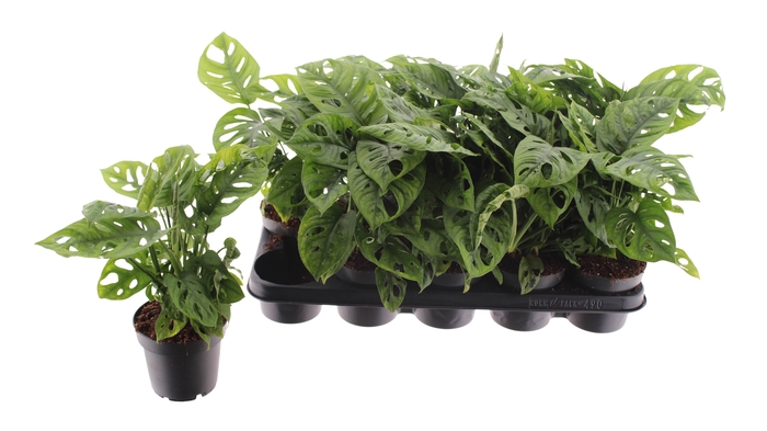 <h4>.Monstera obliqua (leichtlinii)</h4>