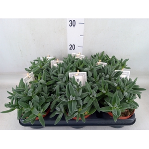 Crassula  'Tarantula'