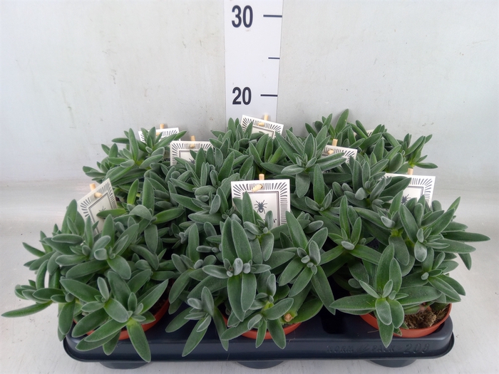 <h4>Crassula  'Tarantula'</h4>