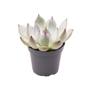 ECHEVERIA-HYBRID P6  PARVA