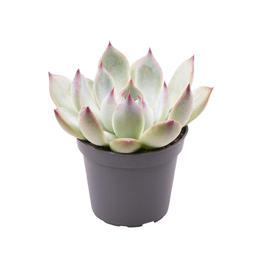 ECHEVERIA-HYBRID P6  PARVA