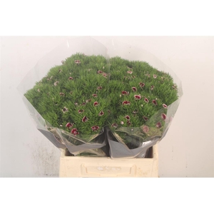 Di Barb Breanthus Rio