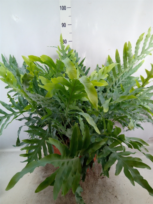 <h4>Phlebodium aureum 'Blue Star'</h4>