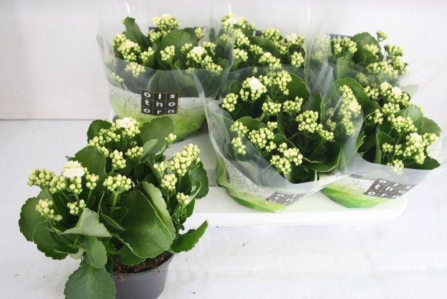 <h4>KALAN CALAN WHITES WHITE P15</h4>