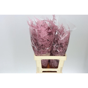 Asparagus Extra Veren Rose/gold X50