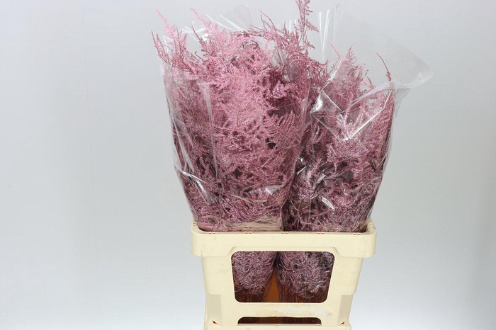 <h4>Asparagus Extra Veren Rose/gold X50</h4>