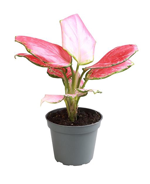 <h4>AGLAONEMA COMMUTATUM p6</h4>