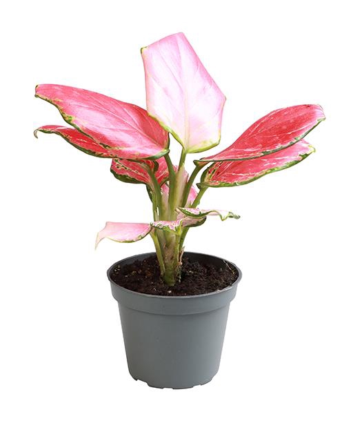 <h4>AGLAONEMA COMMUTATUM P6 RED DRAGON</h4>