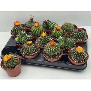 Cactus bloei mix