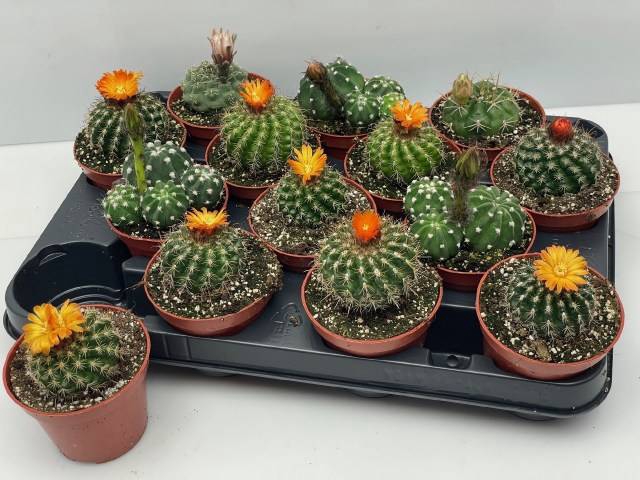 <h4>Cactus bloei mix</h4>