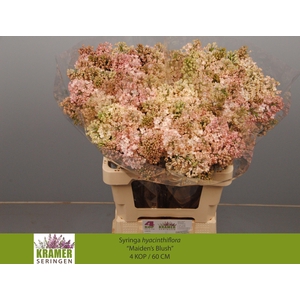 SYR HY MAIDENS BLUSH