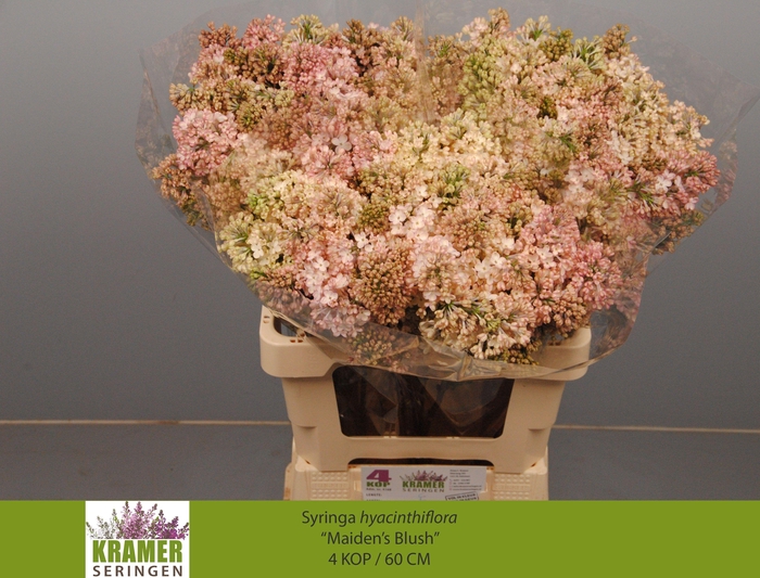 <h4>SYR HY MAIDENS BLUSH</h4>