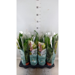 Spathiphyllum  'Sweet Curiosa'