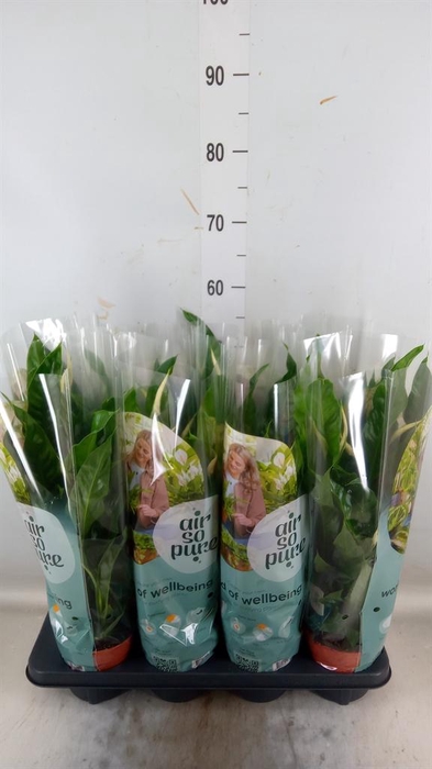 <h4>Spathiphyllum 'Sweet Curiosa'</h4>