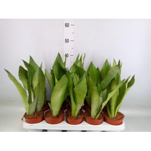 Sansevieria trifa. 'Moonshine'