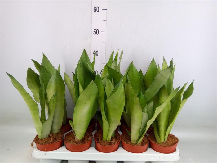 <h4>Sansevieria trifa. 'Moonshine'</h4>