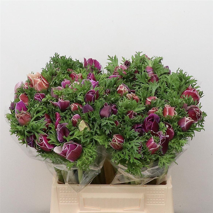 <h4>Anem Mistral Sr Cenere Super</h4>