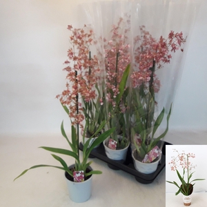 ONCIDIUM OV