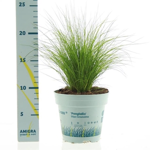 Stipa tenuissima ColorGrass Pony Tails 10,5Ø 20cm