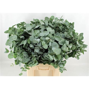 EUCA CINEREA 300GR P BUNCH S A