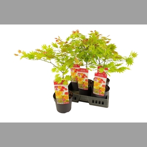 ACER SHIRASAWANUM