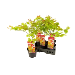 ACER SHIRASAWANUM