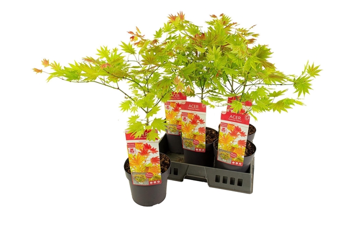 <h4>ACER SHIRASAWANUM</h4>