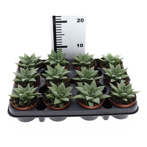 Gasteria