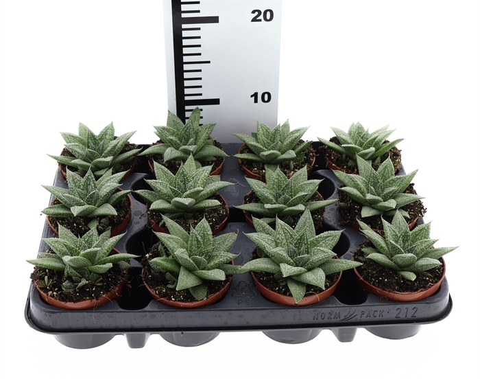 <h4>Gasteria</h4>