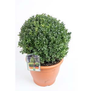 Buxus sempervirens 40/45cm bol