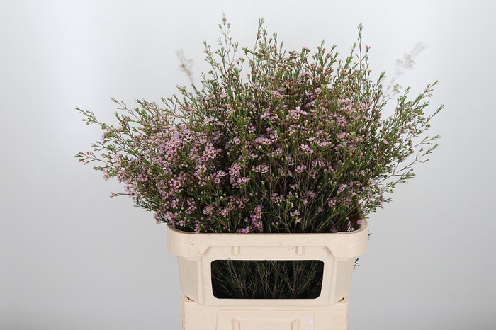 <h4>Chame Un Early Nir</h4>