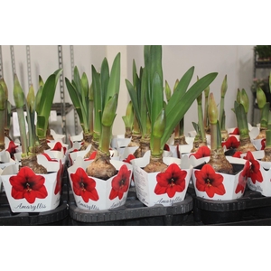 AMARYLLIS P14