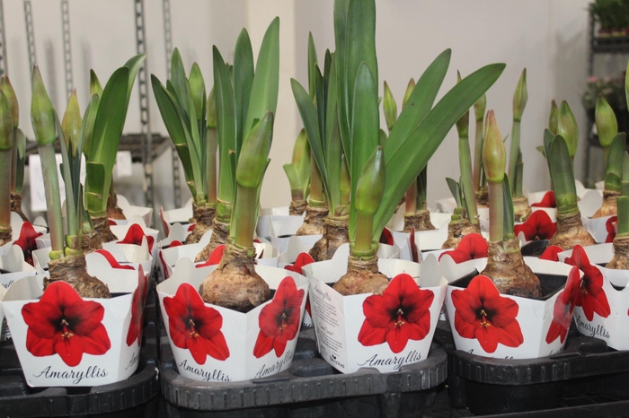 <h4>AMARYLLIS P14</h4>