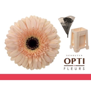 Gerbera Cafe del Mar Water