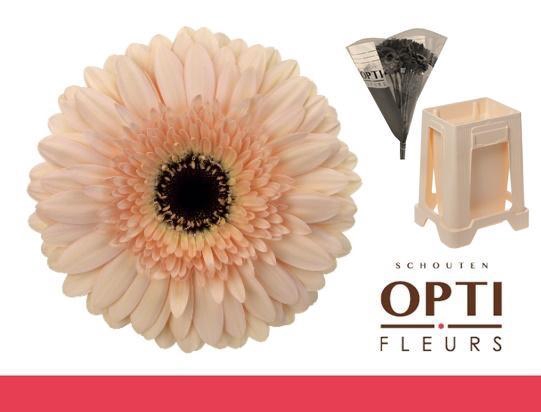 <h4>Gerbera Cafe del Mar Water / Hoes</h4>