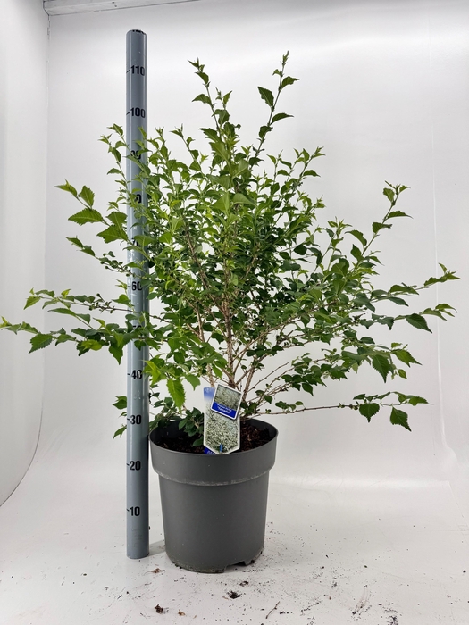 <h4>PRUN INCISA</h4>