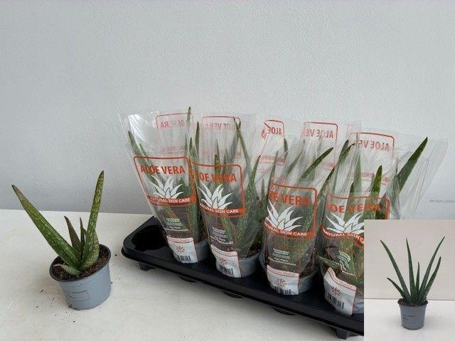 <h4>ALOE VERA</h4>