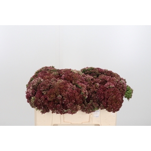 Sedum Spectabile