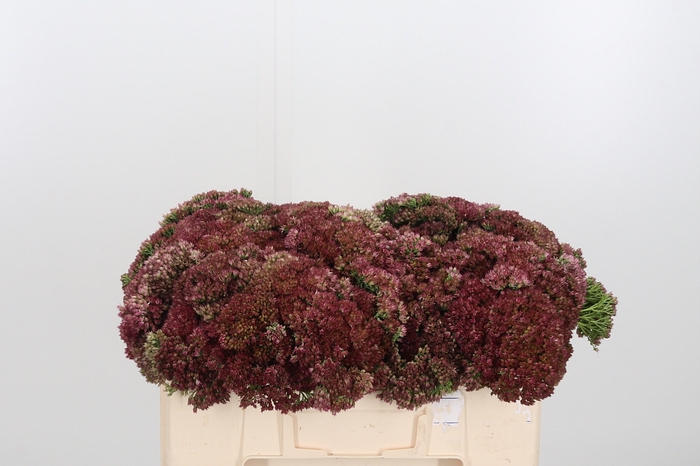 <h4>Sedum Spectabile</h4>