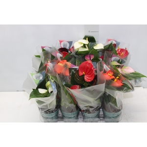 ANTHURIUM VARIADO P09