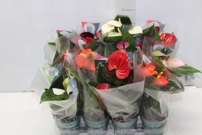 <h4>ANTHURIUM VARIADO P09</h4>