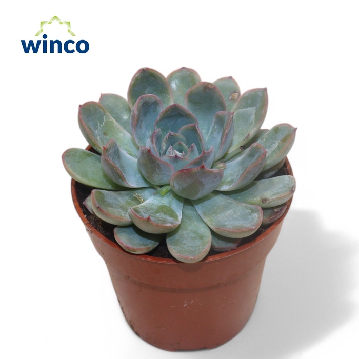 <h4>Echeveria Pulidonis Grey</h4>